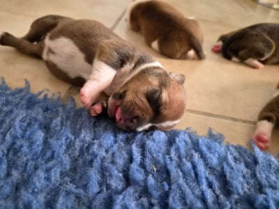 Les chiots de Staffordshire Bull Terrier