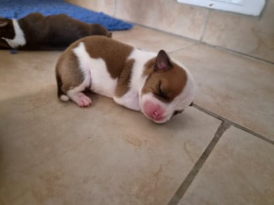 Les chiots de Staffordshire Bull Terrier