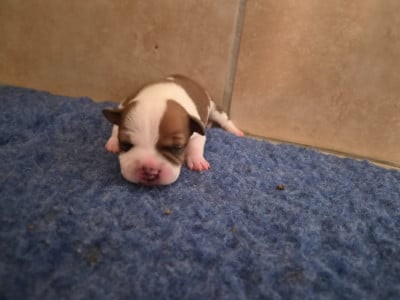 Les chiots de Staffordshire Bull Terrier