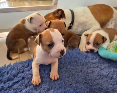Les chiots de Staffordshire Bull Terrier