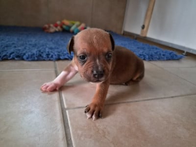 Les chiots de Staffordshire Bull Terrier