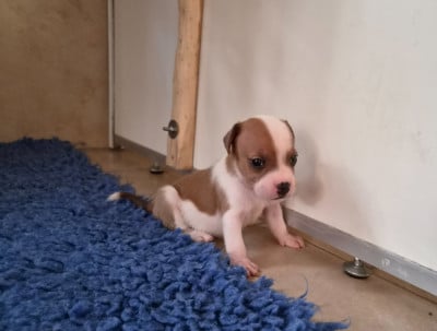 Les chiots de Staffordshire Bull Terrier