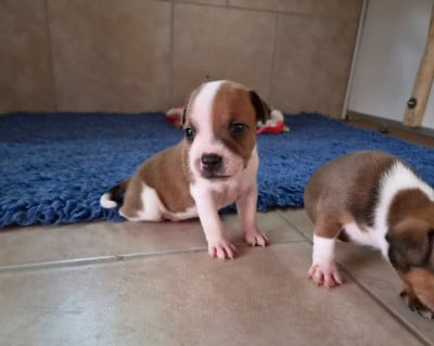 Les chiots de Staffordshire Bull Terrier