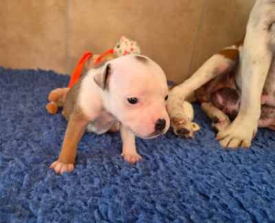 Les chiots de Staffordshire Bull Terrier