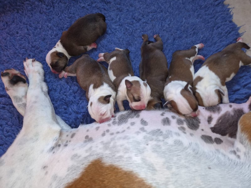 Staffordshire Bull Terrier - De Gaia Vlka