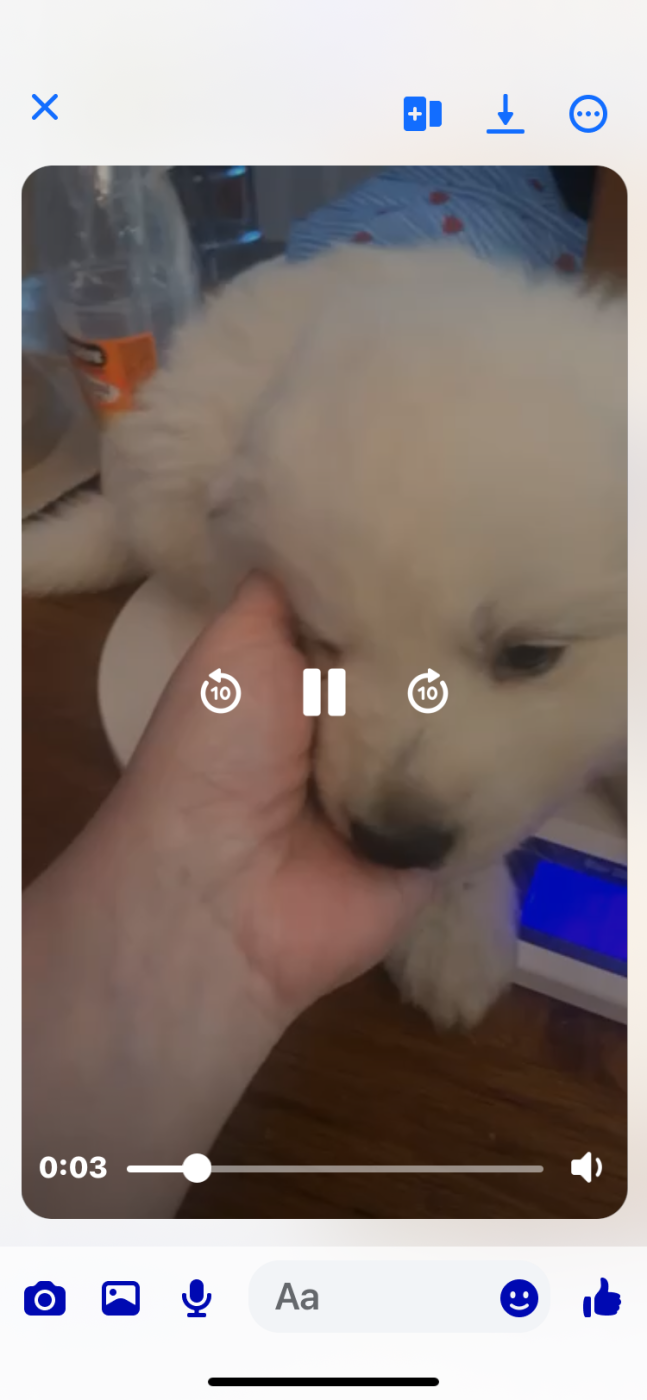 Sans collier - Berger Blanc Suisse