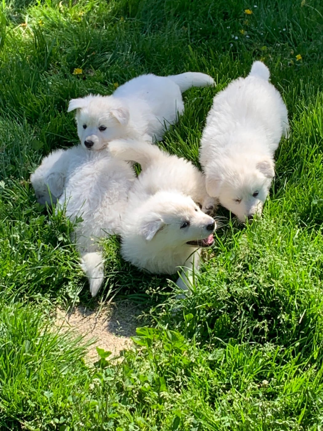 Berger Blanc Suisse - (Sans Affixe)