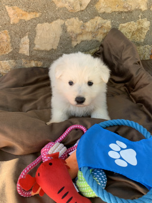 Berger Blanc Suisse