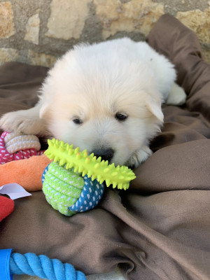 Collier jaune - Berger Blanc Suisse