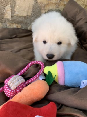 Collier rose pale - Berger Blanc Suisse