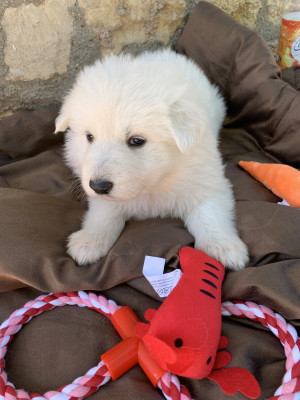 Collier rouge - Berger Blanc Suisse