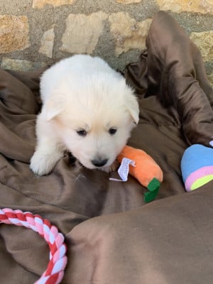 Collier vert - Berger Blanc Suisse