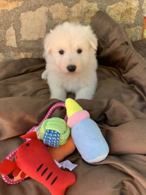 Sans collier - Berger Blanc Suisse
