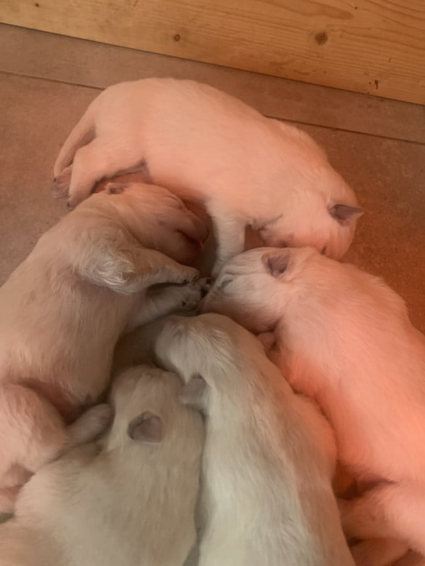 Berger Blanc Suisse - (Sans Affixe)