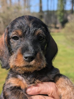 Les chiots de Teckel poil dur