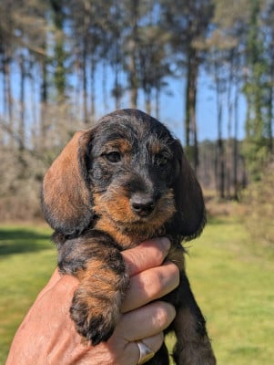 Les chiots de Teckel poil dur
