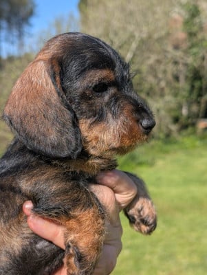 Les chiots de Teckel poil dur