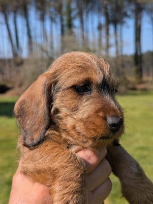 Les chiots de Teckel poil dur