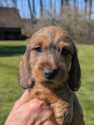 Les chiots de Teckel poil dur