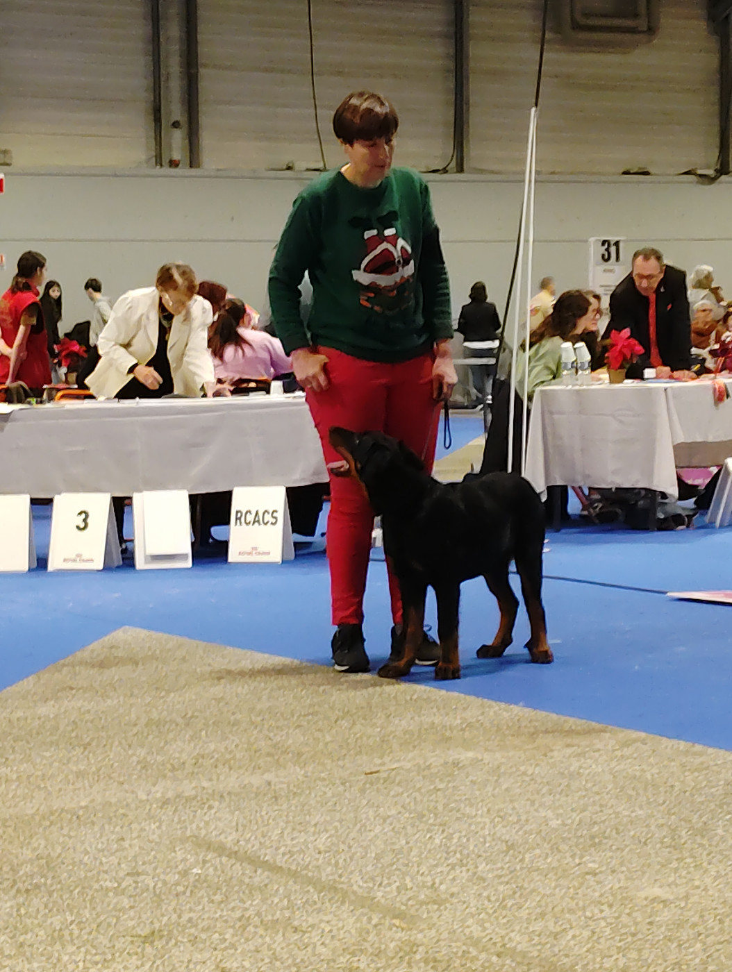 Addock Des Landes De Kerlys - Très prometteur, meilleur baby