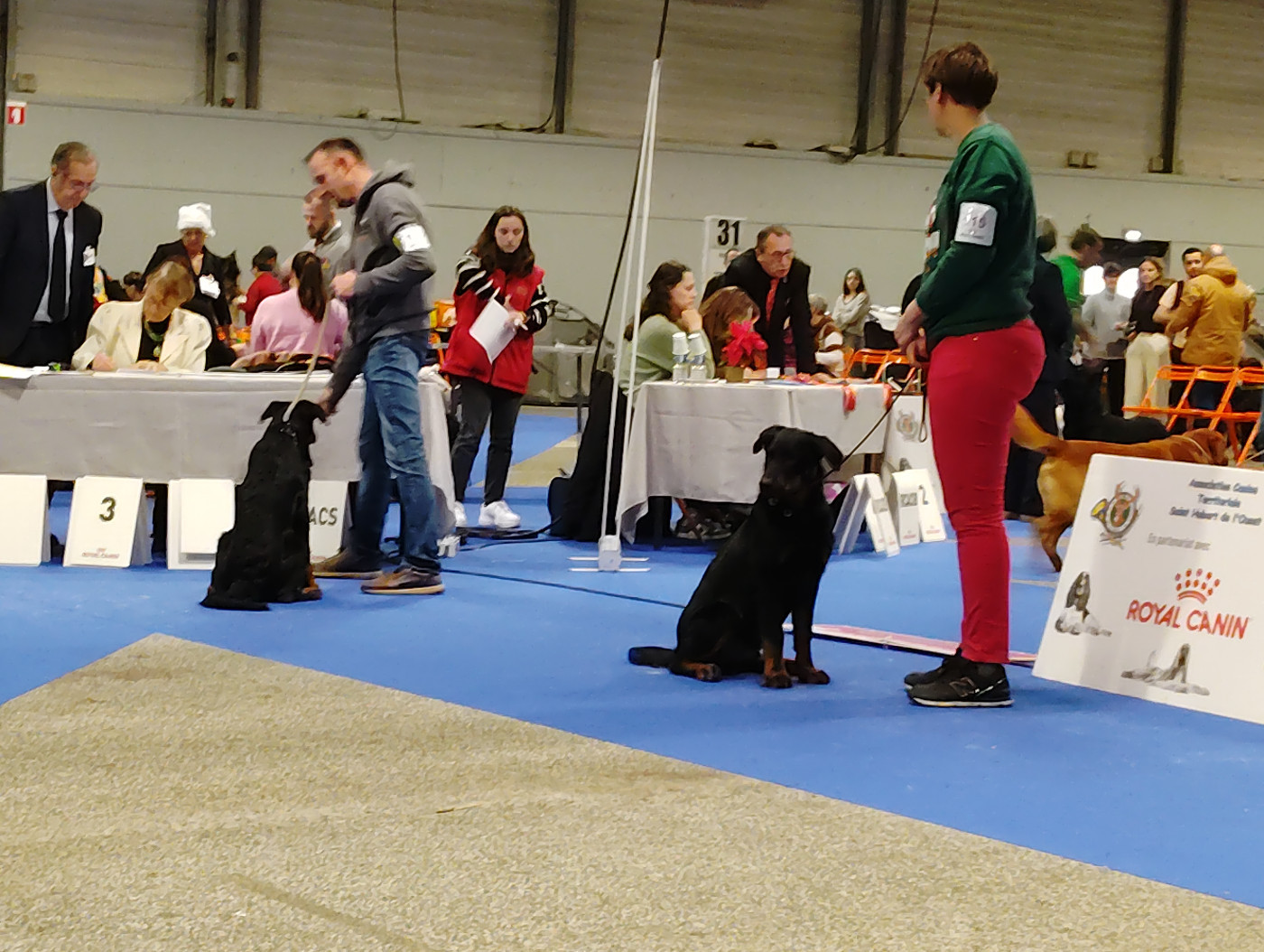 Addock Des Landes De Kerlys - Très prometteur, 2 ème