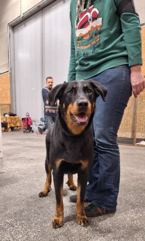 Tochka du Seize Thermidor - 1ère excellent, classe ouverte, CACS, meilleur de race