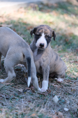 Les chiots de Whippet