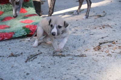 Les chiots de Whippet