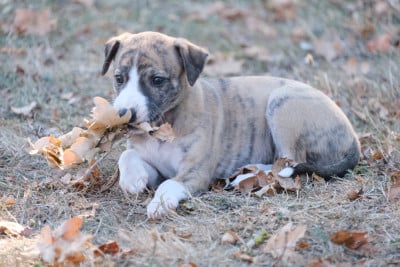 Les chiots de Whippet