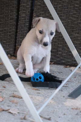 Les chiots de Whippet