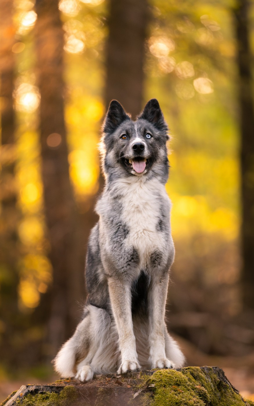 Publication : Des Echos Du Musher