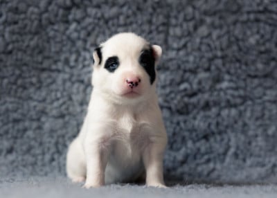 Les chiots de Laika de iakoutie