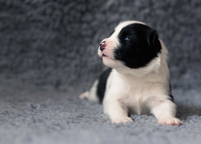 Les chiots de Laika de iakoutie