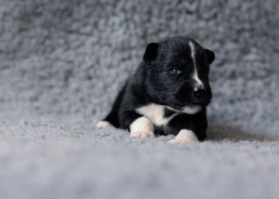 Les chiots de Laika de iakoutie