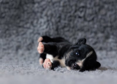 Les chiots de Laika de iakoutie