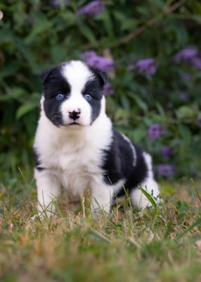 Les chiots de Laika de iakoutie