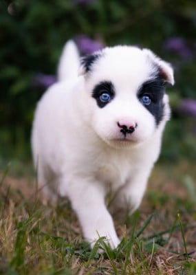 Les chiots de Laika de iakoutie