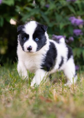 Les chiots de Laika de iakoutie