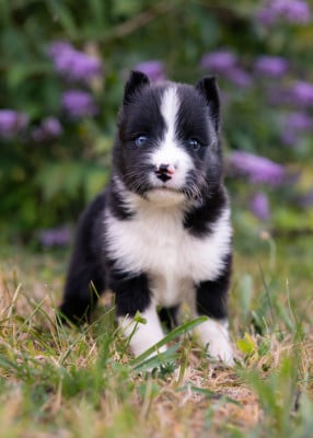 Les chiots de Laika de iakoutie