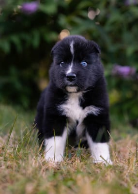 Les chiots de Laika de iakoutie
