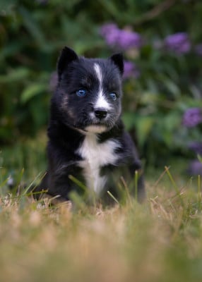Les chiots de Laika de iakoutie