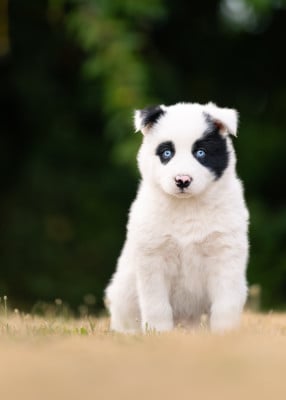Les chiots de Laika de iakoutie
