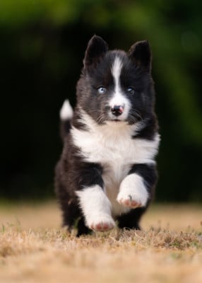 Les chiots de Laika de iakoutie