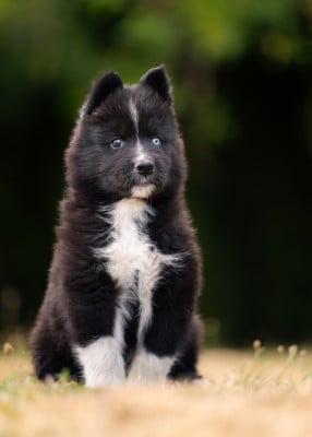Les chiots de Laika de iakoutie