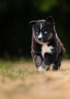 Les chiots de Laika de iakoutie