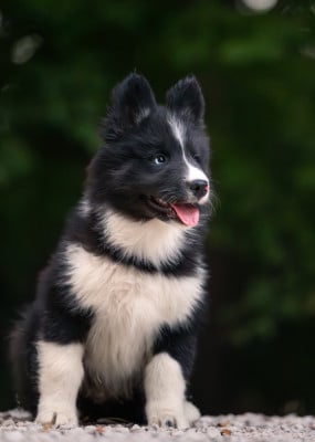 Les chiots de Laika de iakoutie