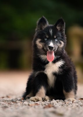 Les chiots de Laika de iakoutie