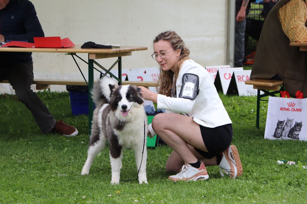 Dust Of Snow Underworld sonja akenaï - 1 TRES PROMETTEUR MEILLEUR PUPPY