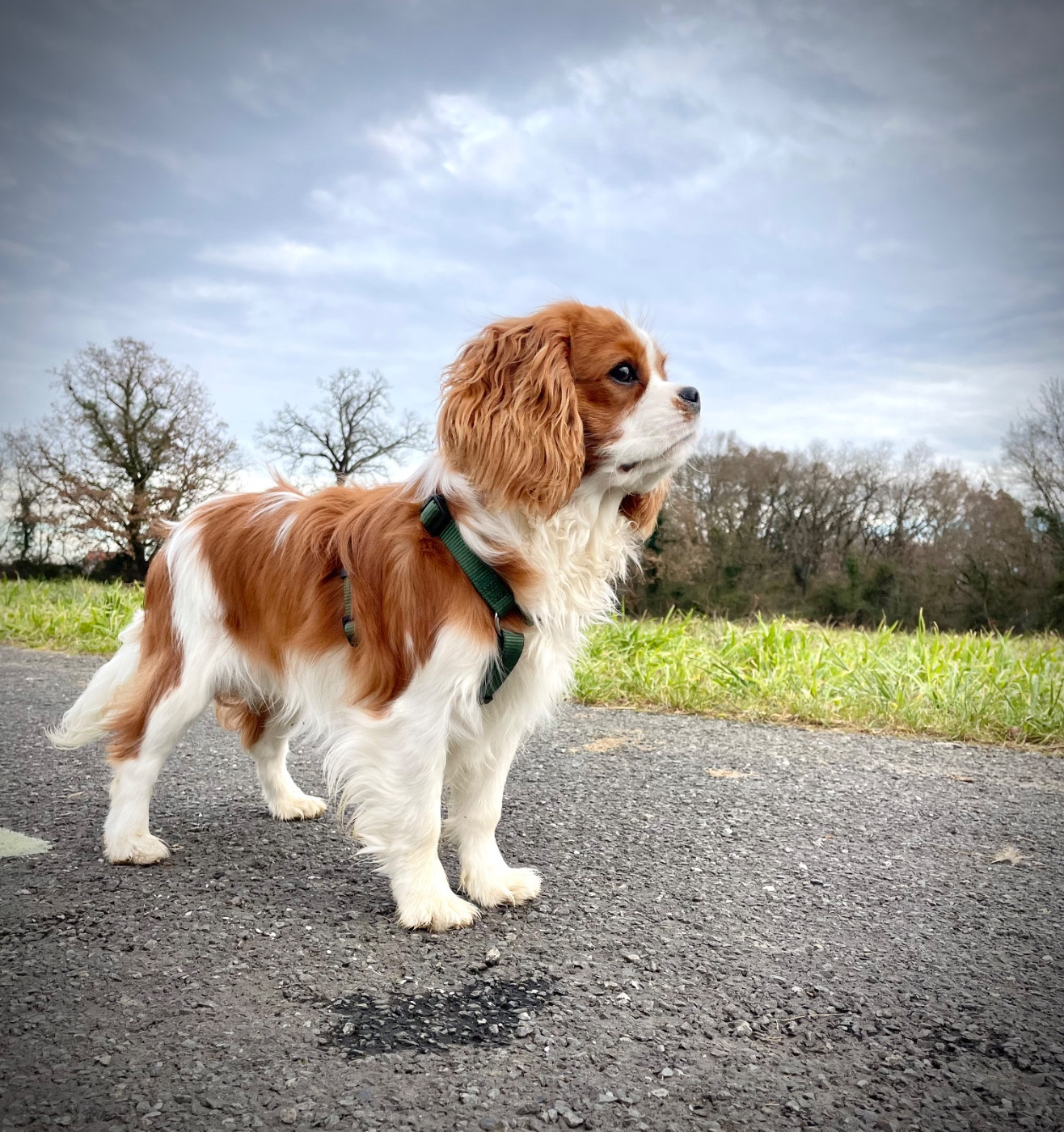 Valhyo Des Echos De Lys