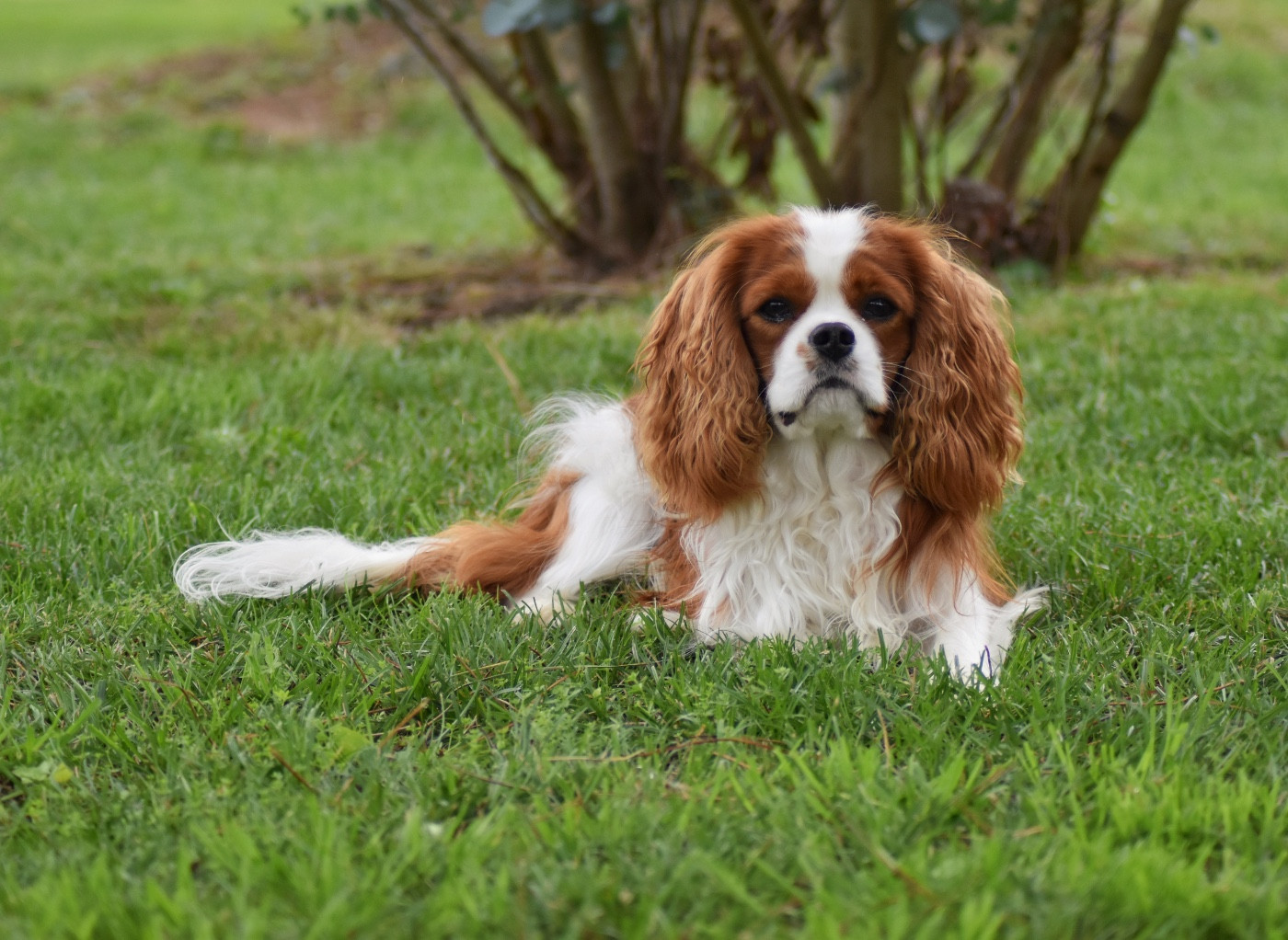 Valhyo Des Echos De Lys